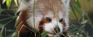 Preview wallpaper red panda, panda, cute, grass