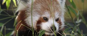 Preview wallpaper red panda, panda, cute, grass