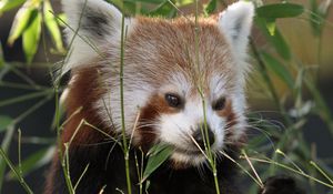 Preview wallpaper red panda, panda, cute, grass