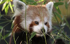 Preview wallpaper red panda, panda, cute, grass