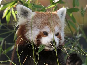 Preview wallpaper red panda, panda, cute, grass