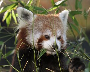 Preview wallpaper red panda, panda, cute, grass