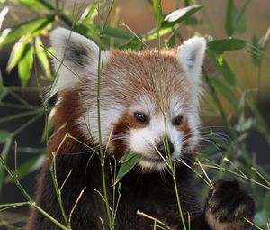 Preview wallpaper red panda, panda, cute, grass