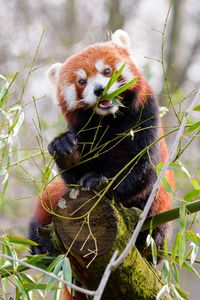 Preview wallpaper red panda, panda, cute, bamboo