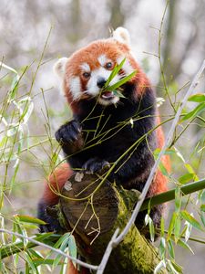 Preview wallpaper red panda, panda, cute, bamboo