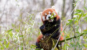 Preview wallpaper red panda, panda, cute, bamboo