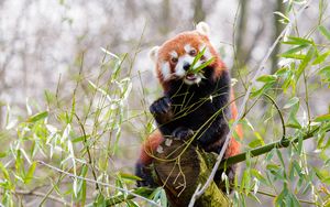 Preview wallpaper red panda, panda, cute, bamboo