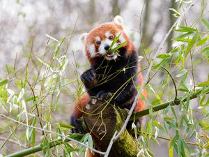 Preview wallpaper red panda, panda, cute, bamboo