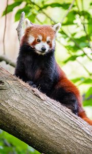 Preview wallpaper red panda, panda, cute, tree