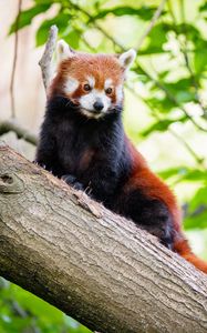 Preview wallpaper red panda, panda, cute, tree