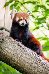 Preview wallpaper red panda, panda, cute, tree