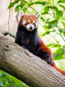 Preview wallpaper red panda, panda, cute, tree