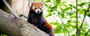 Preview wallpaper red panda, panda, cute, tree