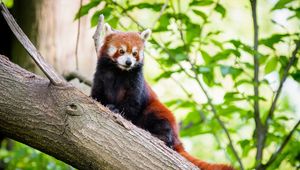 Preview wallpaper red panda, panda, cute, tree