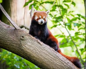 Preview wallpaper red panda, panda, cute, tree