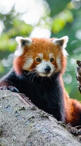 Preview wallpaper red panda, panda, cute, glance