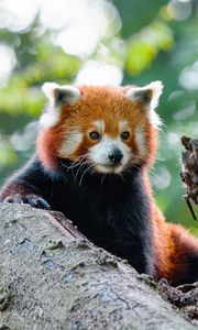 Preview wallpaper red panda, panda, cute, glance