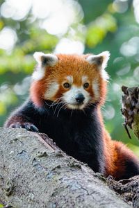 Preview wallpaper red panda, panda, cute, glance