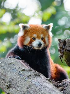 Preview wallpaper red panda, panda, cute, glance