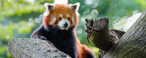 Preview wallpaper red panda, panda, cute, glance