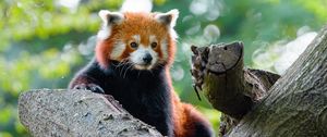 Preview wallpaper red panda, panda, cute, glance