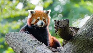 Preview wallpaper red panda, panda, cute, glance