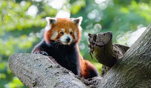 Preview wallpaper red panda, panda, cute, glance