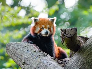 Preview wallpaper red panda, panda, cute, glance