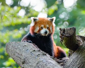 Preview wallpaper red panda, panda, cute, glance