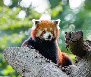 Preview wallpaper red panda, panda, cute, glance