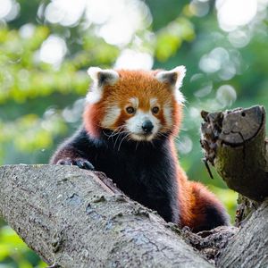 Preview wallpaper red panda, panda, cute, glance