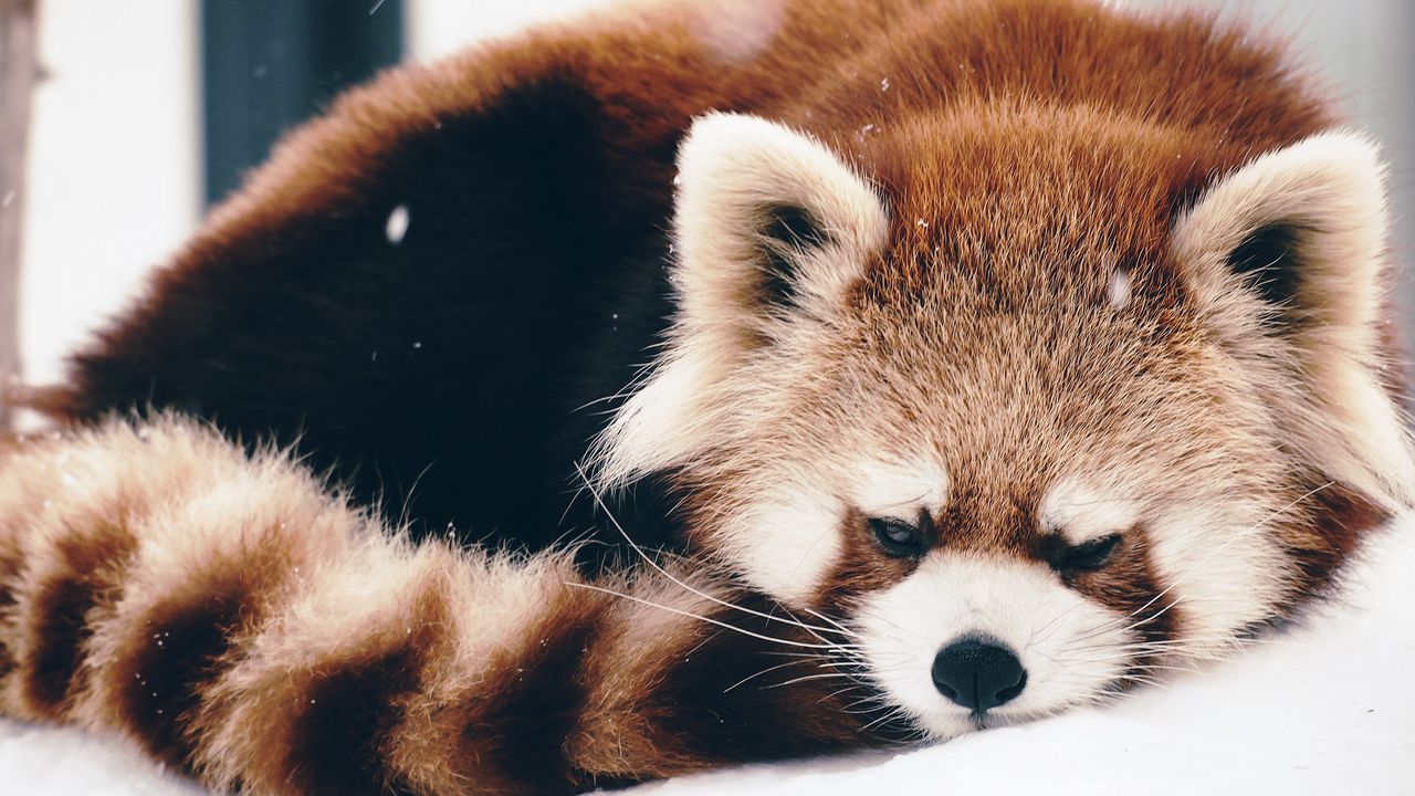 Wallpaper red panda, panda, fluffy, lie