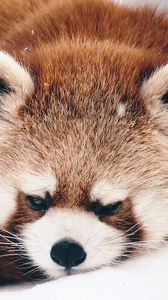 Preview wallpaper red panda, panda, fluffy, lie