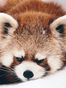 Preview wallpaper red panda, panda, fluffy, lie