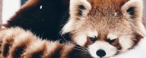 Preview wallpaper red panda, panda, fluffy, lie