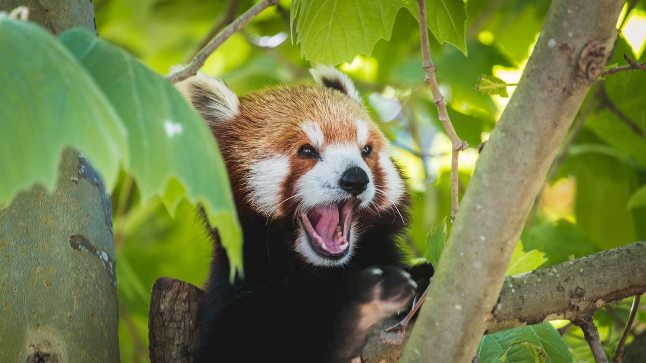 Wallpaper red panda, panda, funny, protruding tongue