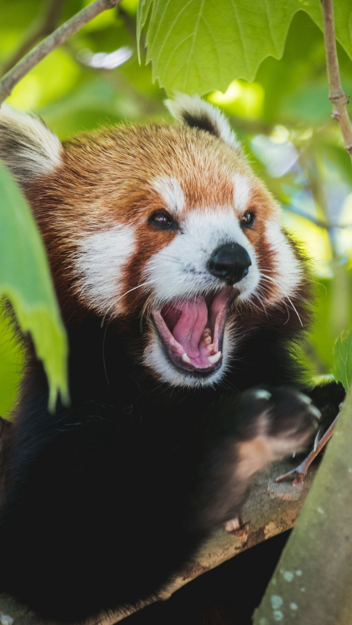 funny red panda