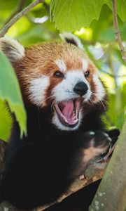 Preview wallpaper red panda, panda, funny, protruding tongue