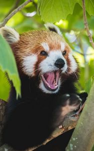 Preview wallpaper red panda, panda, funny, protruding tongue