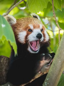 Preview wallpaper red panda, panda, funny, protruding tongue
