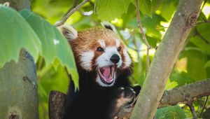 Preview wallpaper red panda, panda, funny, protruding tongue