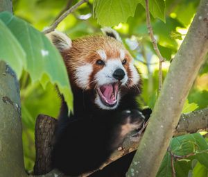 Preview wallpaper red panda, panda, funny, protruding tongue