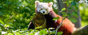 Preview wallpaper red panda, panda, glance, tree