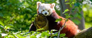 Preview wallpaper red panda, panda, glance, tree