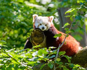 Preview wallpaper red panda, panda, glance, tree