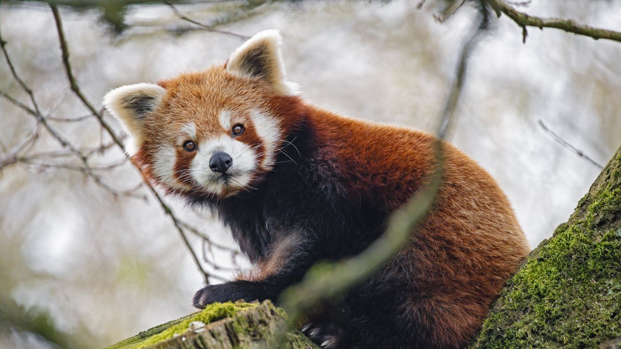 Wallpaper red panda, panda, glance, animal