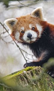 Preview wallpaper red panda, panda, glance, animal