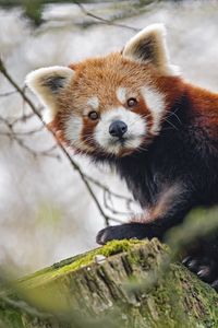 Preview wallpaper red panda, panda, glance, animal