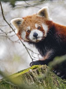 Preview wallpaper red panda, panda, glance, animal