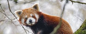 Preview wallpaper red panda, panda, glance, animal